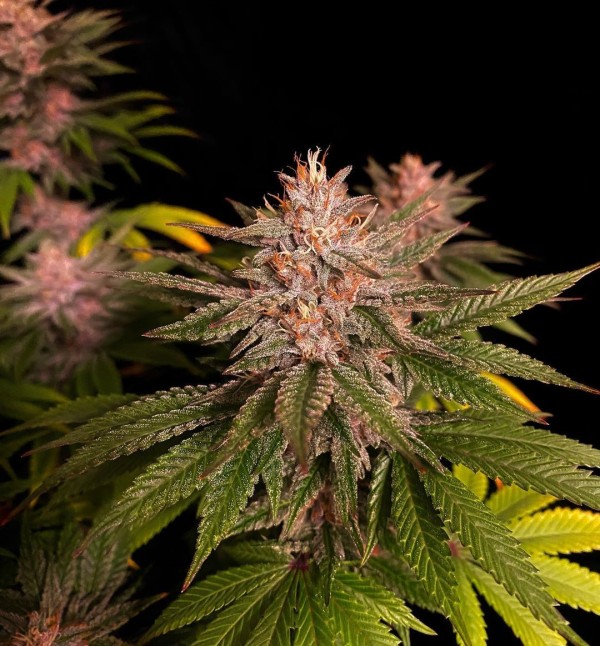 BearBush-Bear-Bush-Botanical-Collective-Fast-Buds-Purple-Lemonade-FF-Fast-Flowering-7-v2