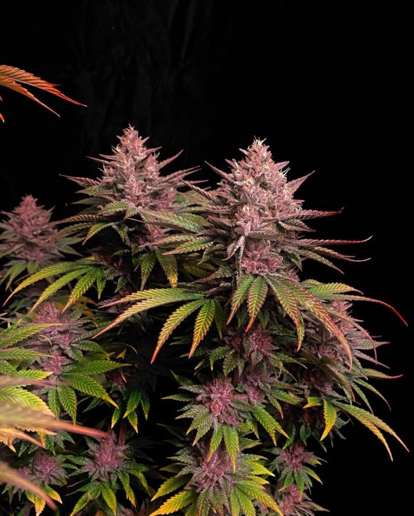 BearBush-Bear-Bush-Botanical-Collective-Fast-Buds-Purple-Lemonade-FF-Fast-Flowering-8-v2