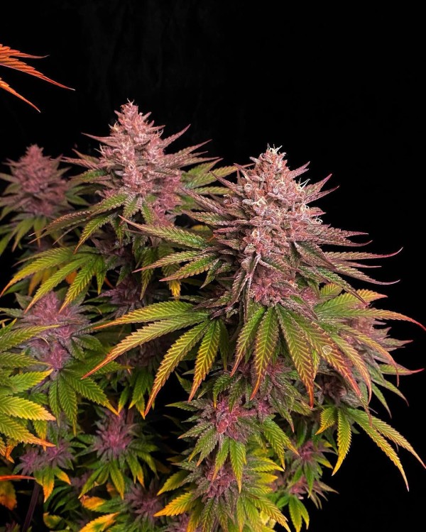 BearBush-Bear-Bush-Botanical-Collective-Fast-Buds-Purple-Lemonade-FF-Fast-Flowering-9-v2