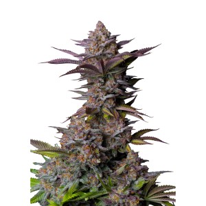 BearBush-Bear-Bush-Botanical-Collective-Fast-Buds-Tropicana-Cookies-FF-Fast-Flowering-2-v2