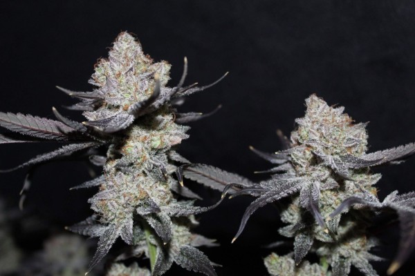 BearBush-Bear-Bush-Botanical-Collective-Fast-Buds-Tropicana-Cookies-FF-Fast-Flowering-7-v2