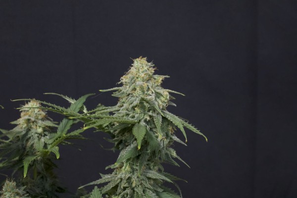 BearBush-Bear-Bush-Botanical-Collective-Fast-Buds-Wedding-Cheesecake-FF-Fast-Flowering-10-v2