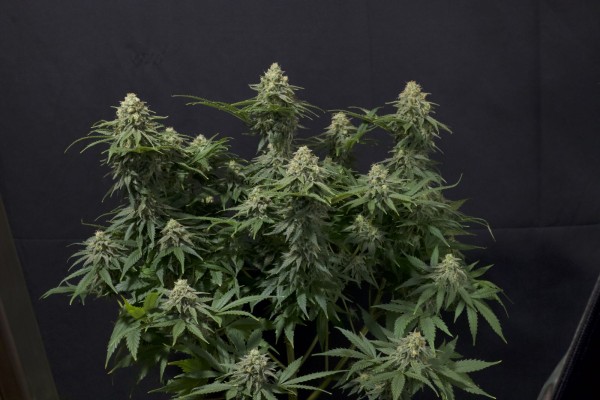 BearBush-Bear-Bush-Botanical-Collective-Fast-Buds-Wedding-Cheesecake-FF-Fast-Flowering-11-v2
