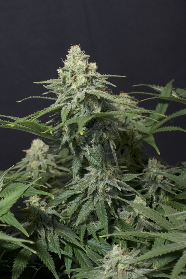 BearBush-Bear-Bush-Botanical-Collective-Fast-Buds-Wedding-Cheesecake-FF-Fast-Flowering-12-v2