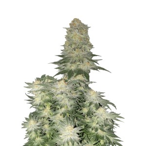 BearBush-Bear-Bush-Botanical-Collective-Fast-Buds-Wedding-Cheesecake-FF-Fast-Flowering-2-v2