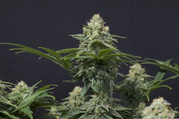 BearBush-Bear-Bush-Botanical-Collective-Fast-Buds-Wedding-Cheesecake-FF-Fast-Flowering-5-v2