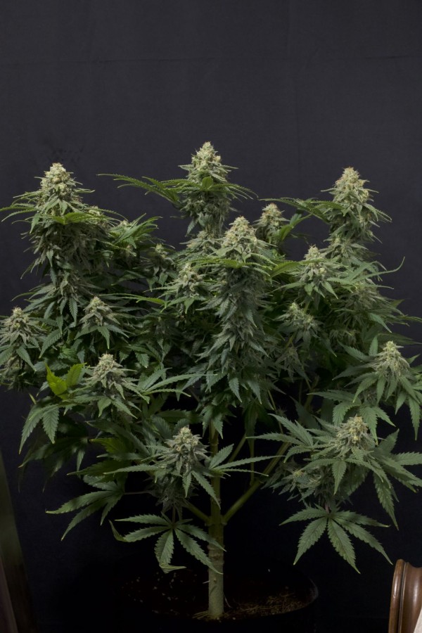 BearBush-Bear-Bush-Botanical-Collective-Fast-Buds-Wedding-Cheesecake-FF-Fast-Flowering-7-v2