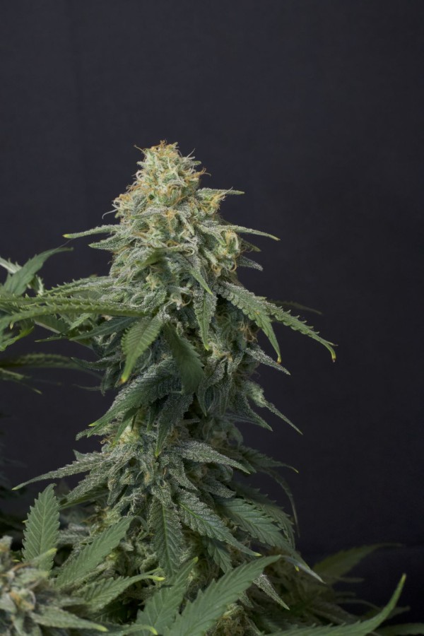 BearBush-Bear-Bush-Botanical-Collective-Fast-Buds-Wedding-Cheesecake-FF-Fast-Flowering-9-v2