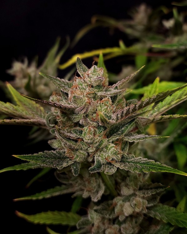 BearBush-Bear-Bush-Botanical-Collective-Fast-Buds-Ztrawberriez-Auto-5-v2