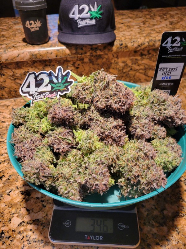 BearBush-Bear-Bush-Botanical-Collective-Fast-Buds-Ztrawberriez-Auto-6-v2