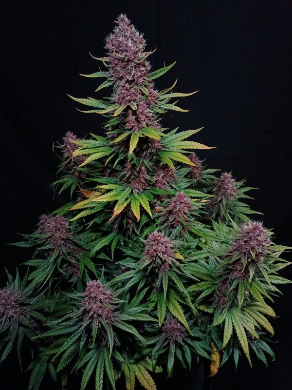 BearBush-Bear-Bush-Botanical-Collective-Fast-Buds-Ztrawberriez-Auto-8-v2
