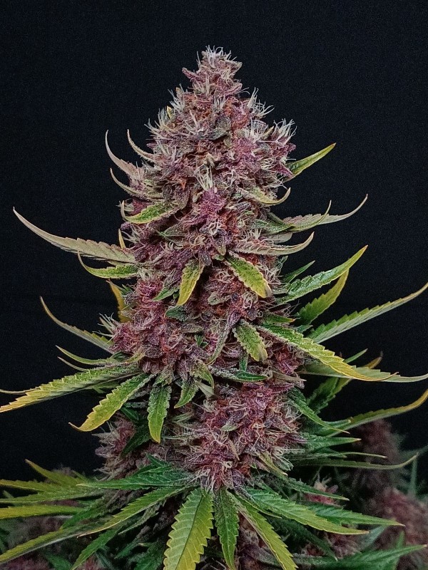 BearBush-Bear-Bush-Botanical-Collective-Fast-Buds-Ztrawberriez-Auto-9-v2