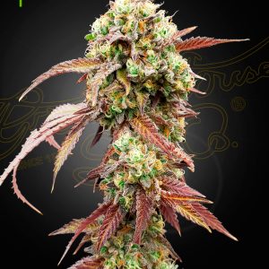 BearBush-Bear-Bush-Botanical-Collective-Green-House-Seed-Company-West-Coast-OG-x-Gelato-Auto-41-Auto-2