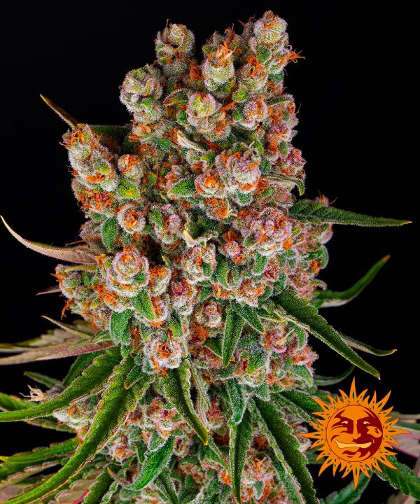 BearBush-Bear-Bush-Botanical-Collective-Barneys-Farm-GMO-Auto-2