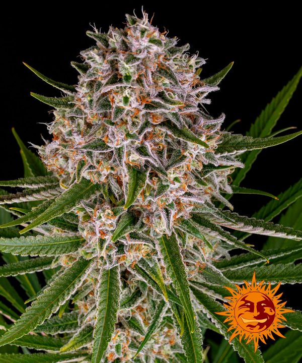 BearBush-Bear-Bush-Botanical-Collective-Barneys-Farm-Lemon-Haze-Auto-2