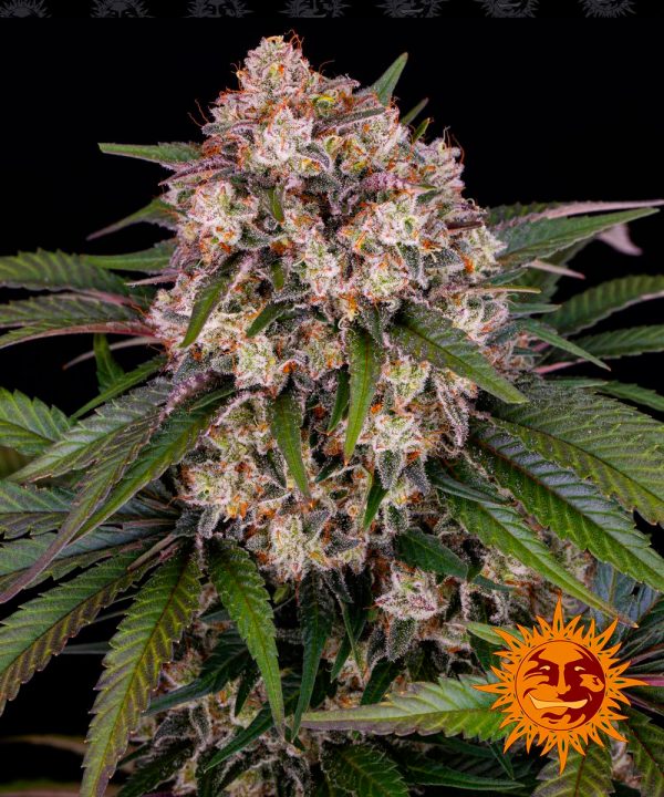 BearBush-Bear-Bush-Botanical-Collective-Barneys-Farm-OG-Kush-Auto-2