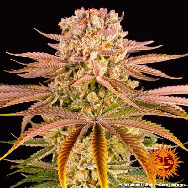 BearBush-Bear-Bush-Botanical-Collective-Barneys-Farm-Pineapple-Express-Fem-4