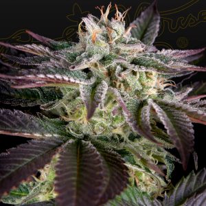 BearBush-Bear-Bush-Botanical-Collective-Green-House-Seed-Company-Sweet-Valley-Kush-x-Amnesia-x-Dosidos-Fem-2