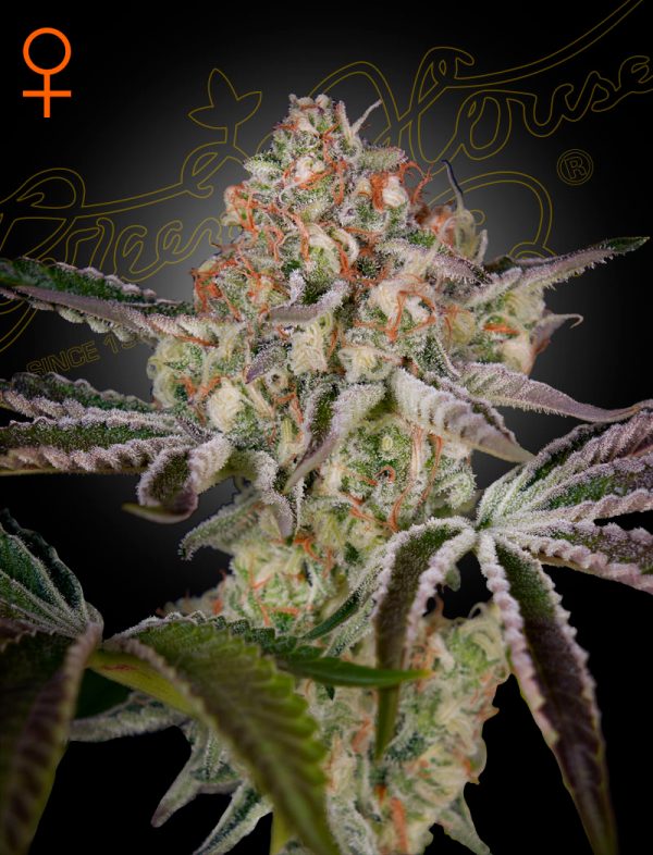 BearBush-Bear-Bush-Botanical-Collective-Green-House-Seed-Company-Great-White-Shark-Fem-2