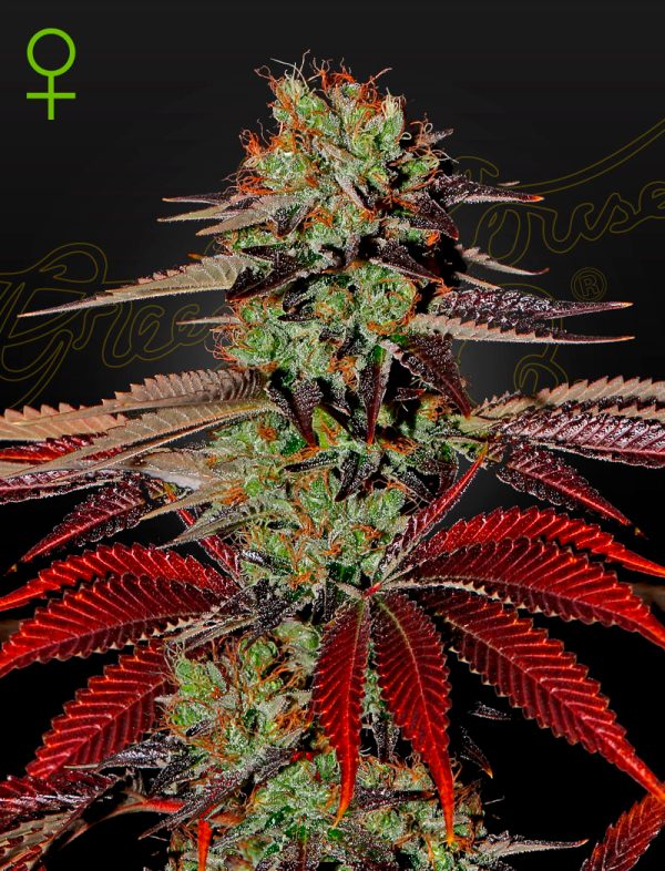 BearBush-Bear-Bush-Botanical-Collective-Green-House-Seed-Company-King's-Kush-Auto-2