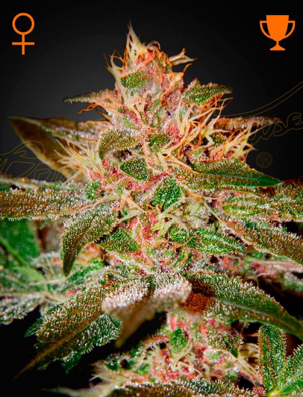 BearBush-Bear-Bush-Botanical-Collective-Green-House-Seed-Company-Pure-Kush-Fem-2