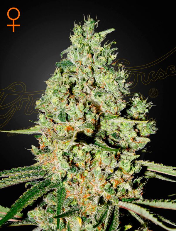 BearBush-Bear-Bush-Botanical-Collective-Green-House-Seed-Company-Super-Critical-Fem-2