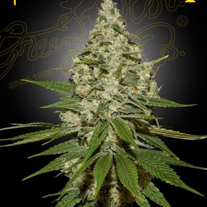 BearBush-Bear-Bush-Botanical-Collective-Green-House-Seed-Company-Super-Lemon-Haze-Fem-2