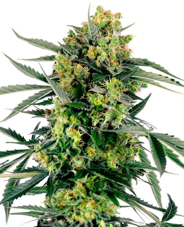 BearBush-Bear-Bush-Botanical-Collective-Sensi-Seeds-Blueberry-Zkittlez-Auto-2