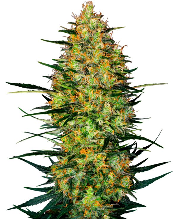 BearBush-Bear-Bush-Botanical-Collective-Sensi-Seeds-Caramellow-Kush-Auto-2