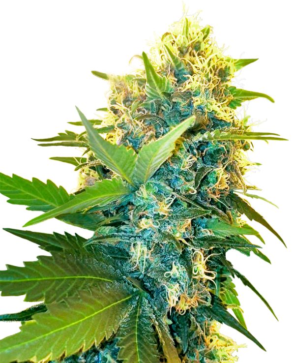 BearBush-Bear-Bush-Botanical-Collective-Sensi-Seeds-Double-Kush-Cake-Fem-2