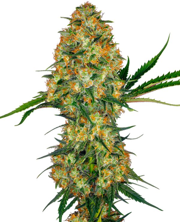 BearBush-Bear-Bush-Botanical-Collective-Sensi-Seeds-Hindu-Kush-Fem-2