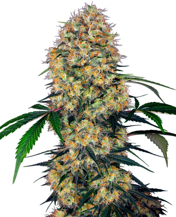 BearBush-Bear-Bush-Botanical-Collective-Sensi-Seeds-Sensi-Amnesia-XXL-Auto-2