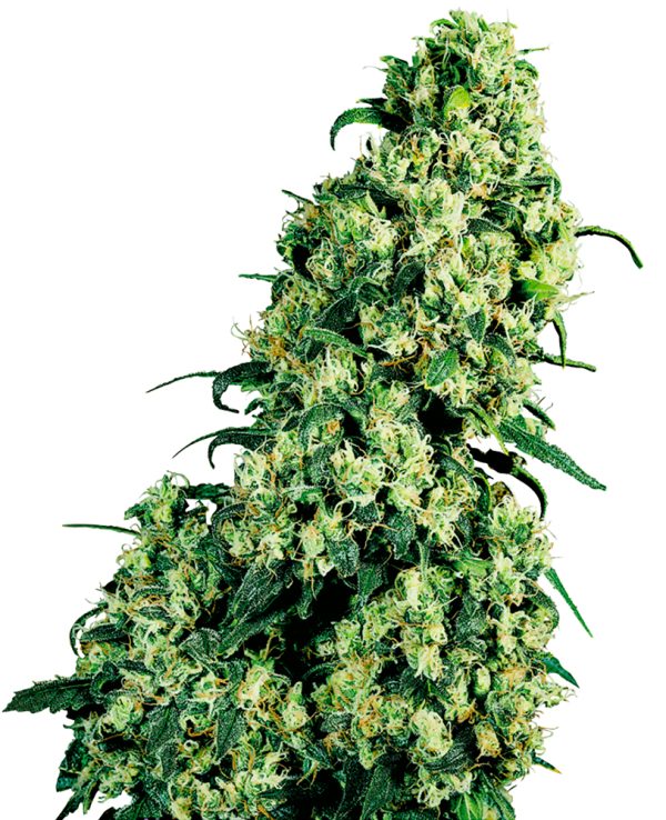 BearBush-Bear-Bush-Botanical-Collective-Sensi-Seeds-Skunk-1-Fem-2