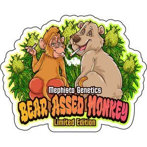 BearBush-Bear-Bush-Botanical-Collective-Mephisto-Genetics-Bear-Assed-Monkey-Auto-1-v2