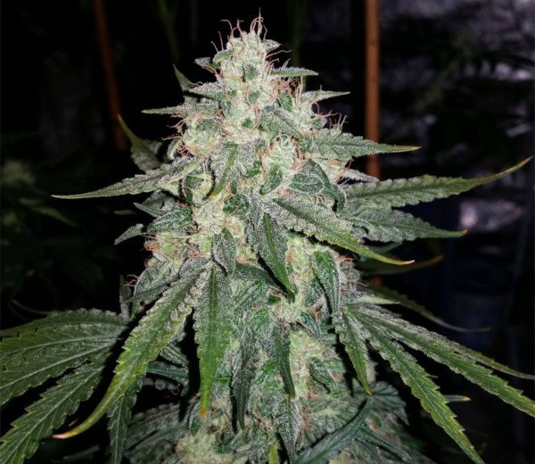 BearBush-Bear-Bush-Botanical-Collective-Mephisto-Genetics-4-Assed-Monkey-Auto-2