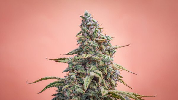 BearBush-Bear-Bush-Botanical-Collective-Mephisto-Genetics-Canna-Cheese-1-1-Auto-2