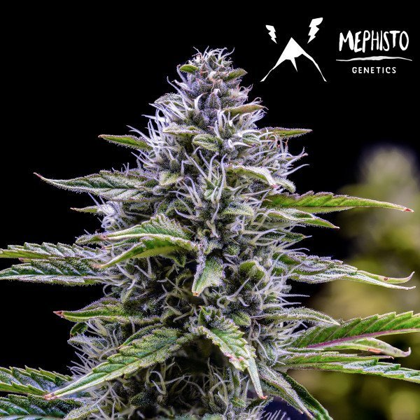 BearBush-Bear-Bush-Botanical-Collective-Mephisto-Genetics-Canna-Cheese-1-1-Auto-4