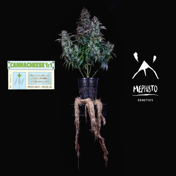 BearBush-Bear-Bush-Botanical-Collective-Mephisto-Genetics-Canna-Cheese-1-1-Auto-5