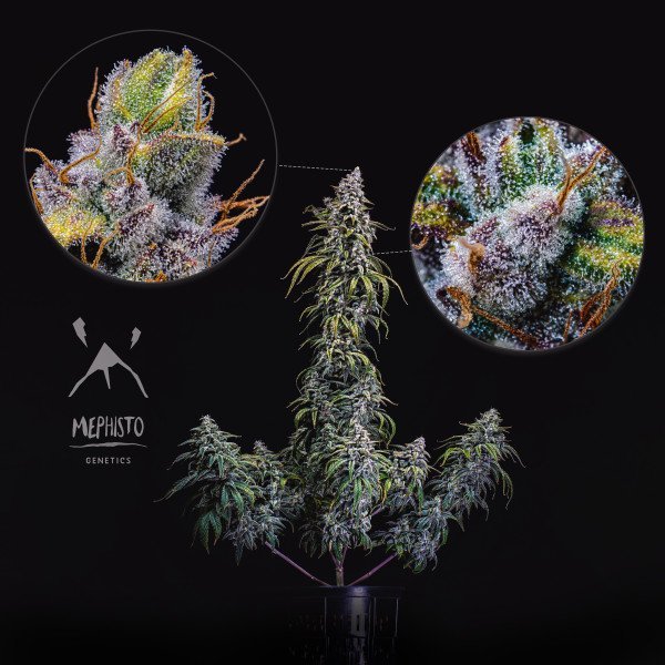 BearBush-Bear-Bush-Botanical-Collective-Mephisto-Genetics-Canna-Cheese-1-1-Auto-6