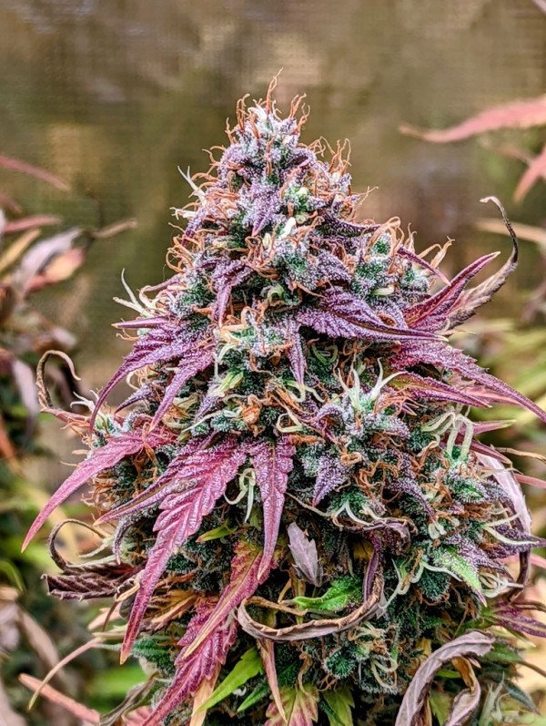 BearBush-Bear-Bush-Botanical-Collective-Mephisto-Genetics-Grizzly-Crinkle-Auto-2