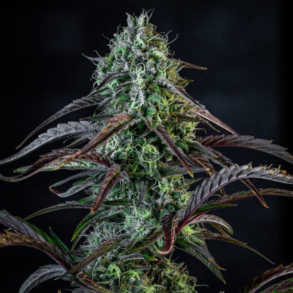 BearBush-Bear-Bush-Botanical-Collective-Mephisto-Genetics-Iced-n-Baked-Auto-2