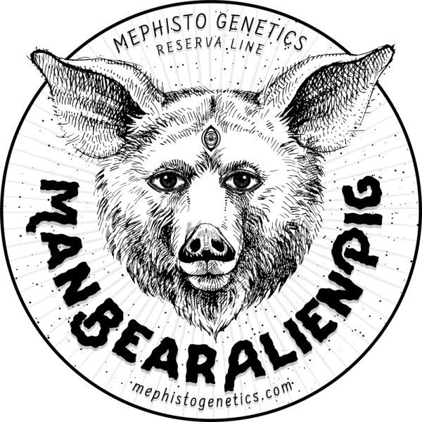 BearBush-Bear-Bush-Botanical-Collective-Mephisto-Genetics-ManBearAlienPig-Auto-1