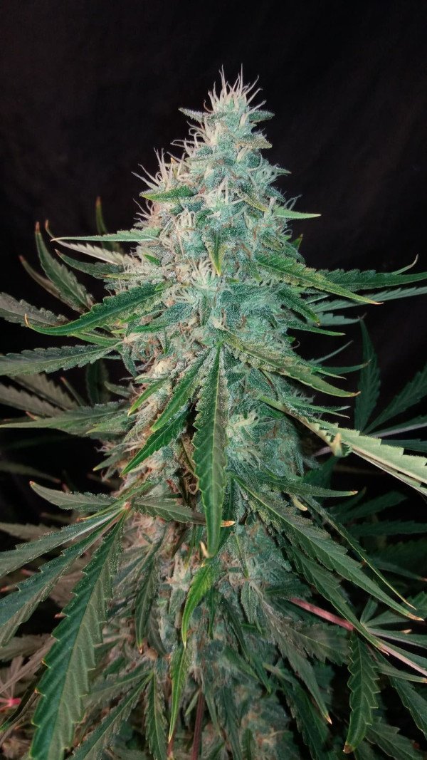 BearBush-Bear-Bush-Botanical-Collective-Mephisto-Genetics-ManBearAlienPig-Auto-2