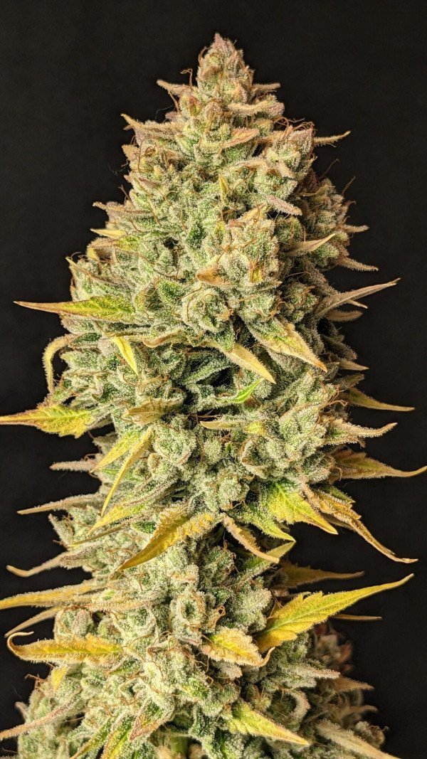 BearBush-Bear-Bush-Botanical-Collective-Mephisto-Genetics-Skystomper-2.0-Auto-2