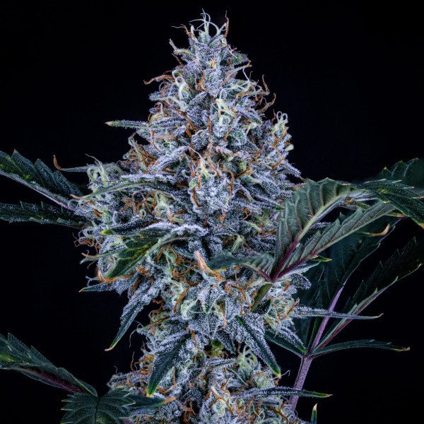 BearBush-Bear-Bush-Botanical-Collective-Mephisto-Genetics-Sundae-Thumper-Auto-2