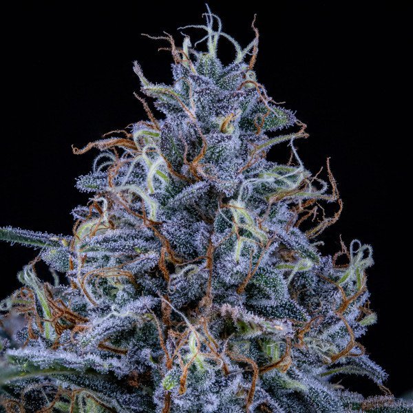 BearBush-Bear-Bush-Botanical-Collective-Mephisto-Genetics-Sundae-Thumper-Auto-3