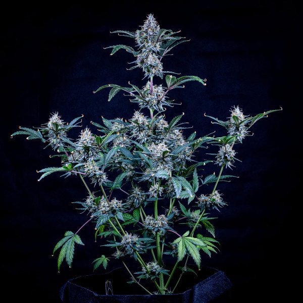 BearBush-Bear-Bush-Botanical-Collective-Mephisto-Genetics-Sundae-Thumper-Auto-4