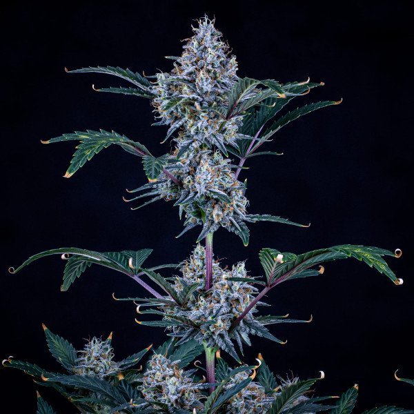 BearBush-Bear-Bush-Botanical-Collective-Mephisto-Genetics-Sundae-Thumper-Auto-5