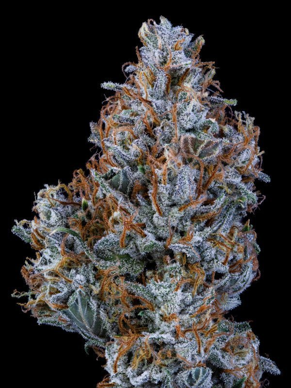 BearBush-Bear-Bush-Botanical-Collective-Mephisto-Genetics-Sundae-Thumper-Auto-6