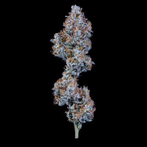 BearBush-Bear-Bush-Botanical-Collective-Mephisto-Genetics-Sundae-Thumper-Auto-7